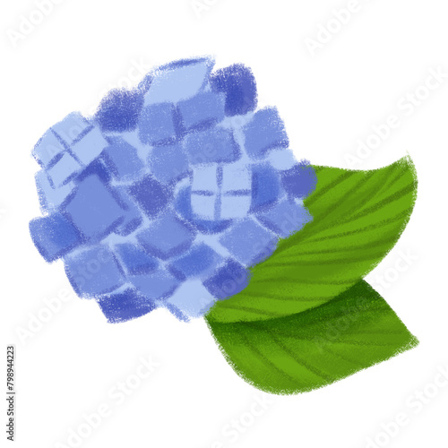 青の紫陽花　挿絵　イラスト