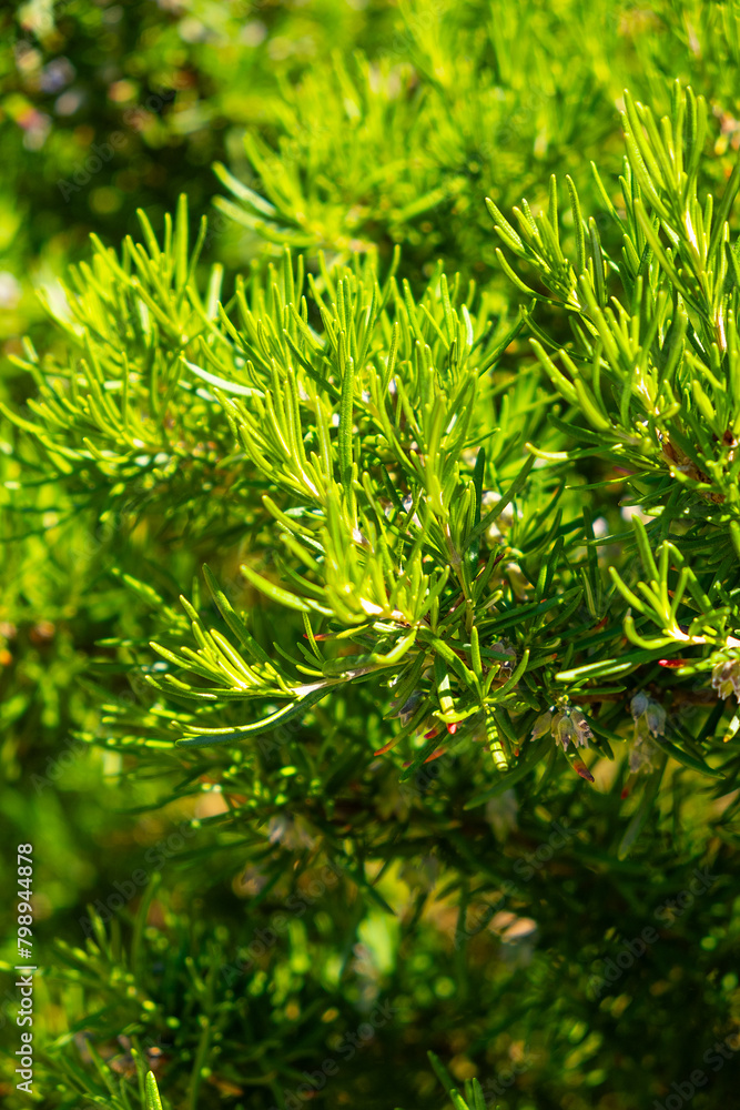Young rosemary, macro, close up; Tivat, Montenegro Young rosemary, macro, close up; Tivat, Montenegro