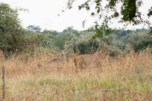 Deer in the jungles of Tadoba  India