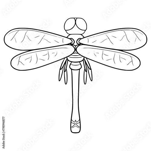 dragonfly illustration hand drawn outline vector