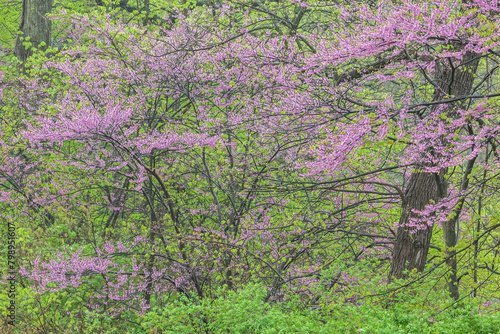Landscape of a spring forest with redbuds in bloom, Kalamazoo River, Michigan, USA