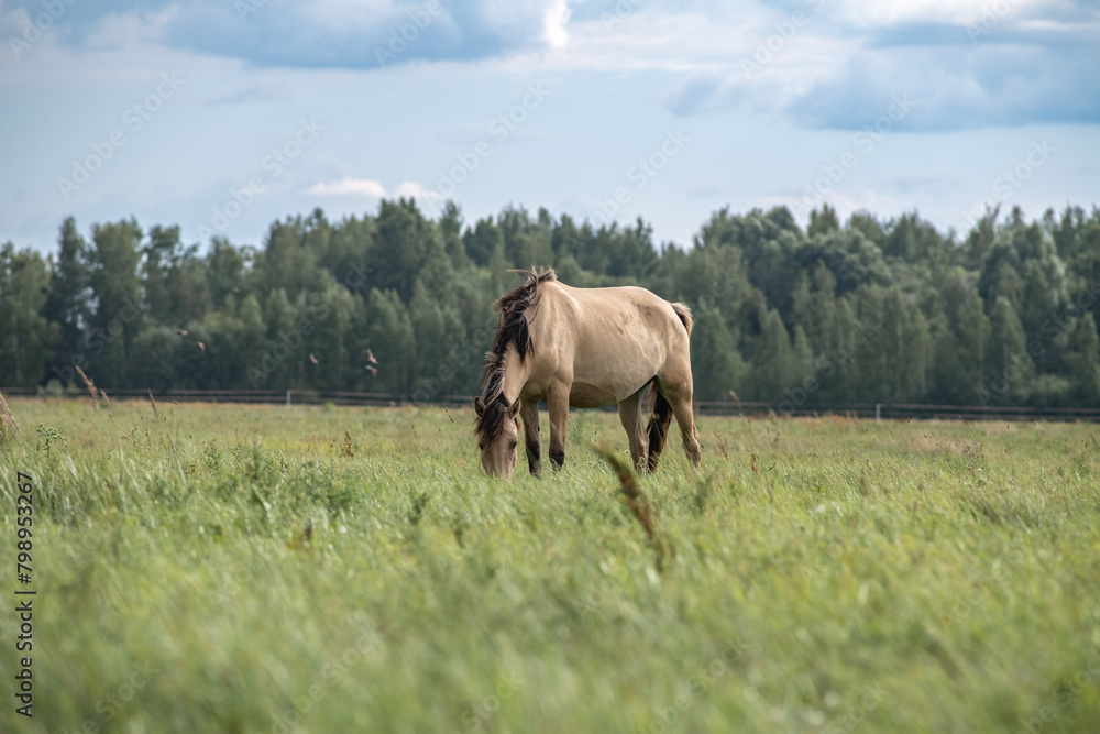 Obraz premium Thoroughbred horses graze on a summer field.