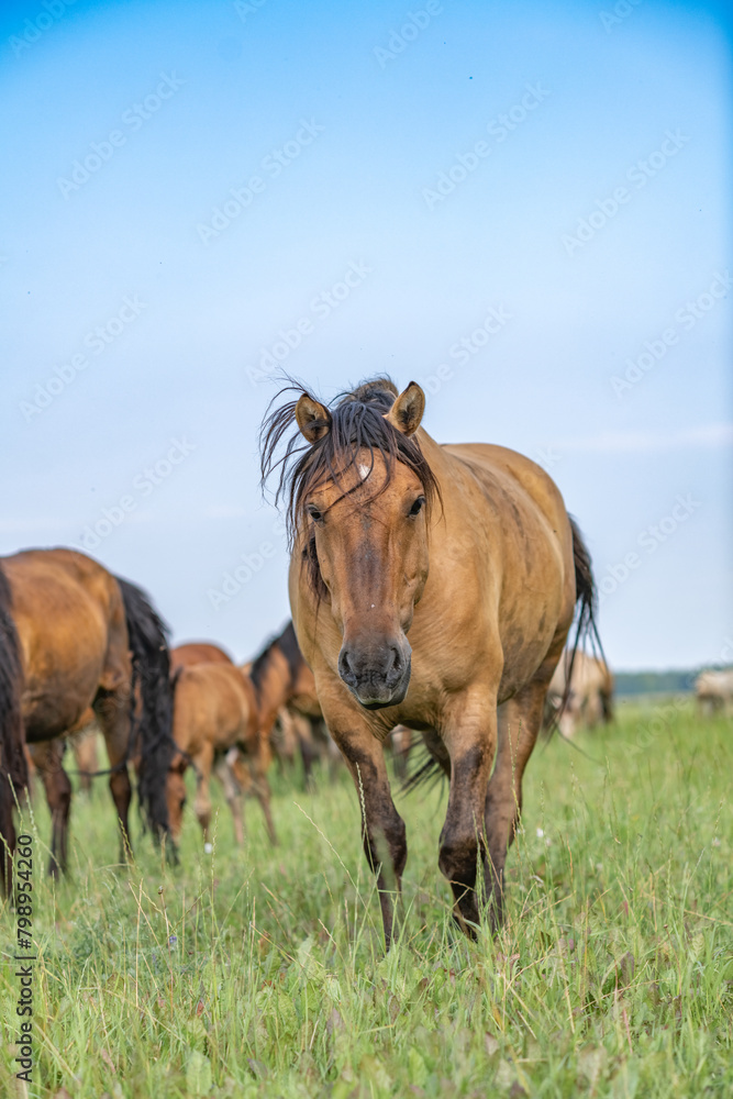 Fototapeta premium Thoroughbred horses graze on a summer field.