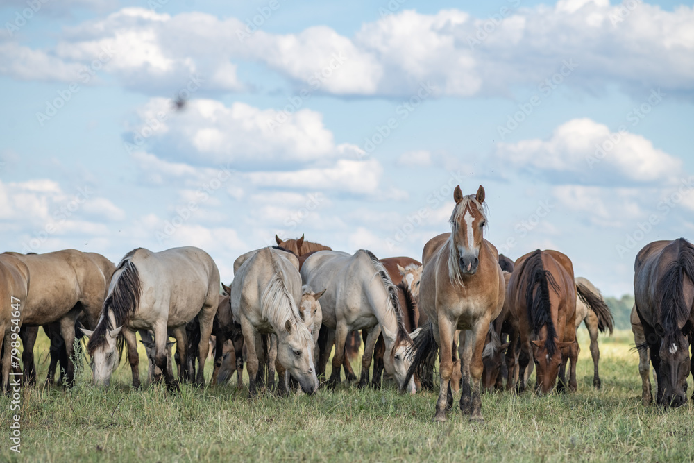 Thoroughbred horses graze on a summer field. Thoroughbred horses graze on a summer field.