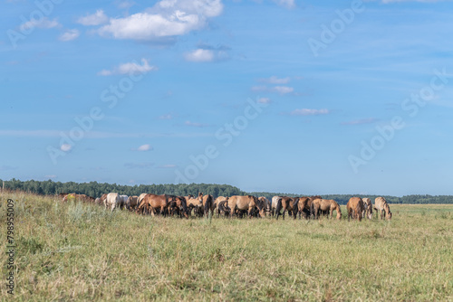 Wallpaper Mural Thoroughbred horses graze on a summer field. Torontodigital.ca