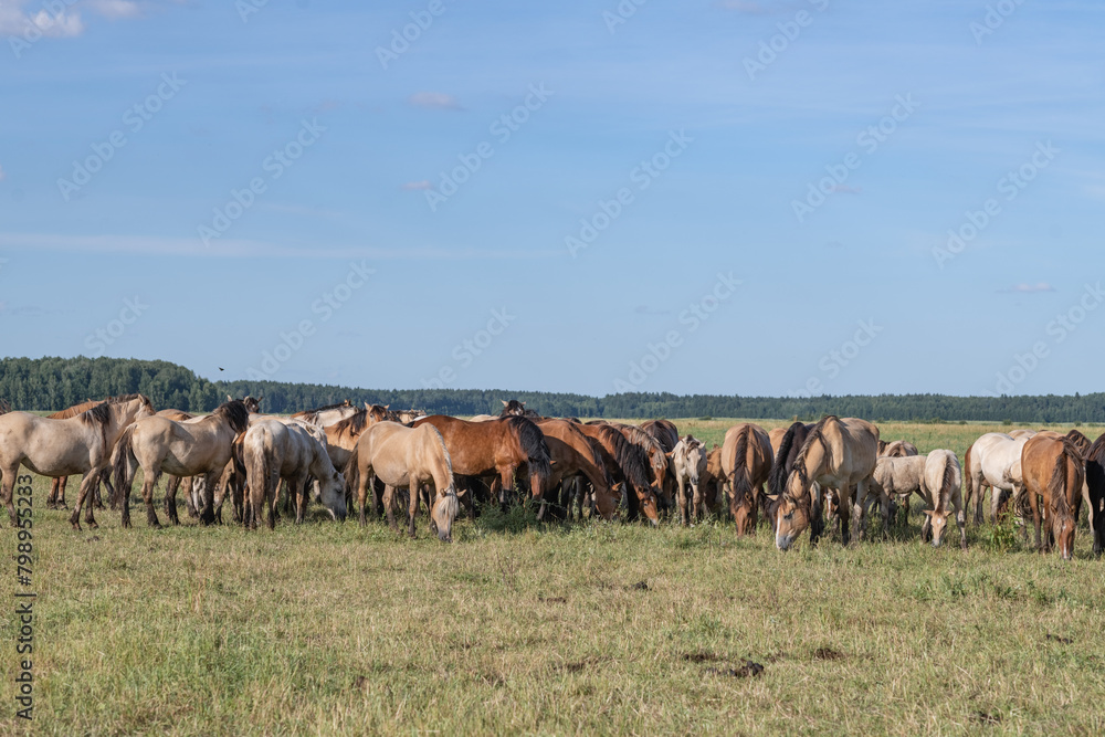 Thoroughbred horses graze on a summer field. Thoroughbred horses graze on a summer field.