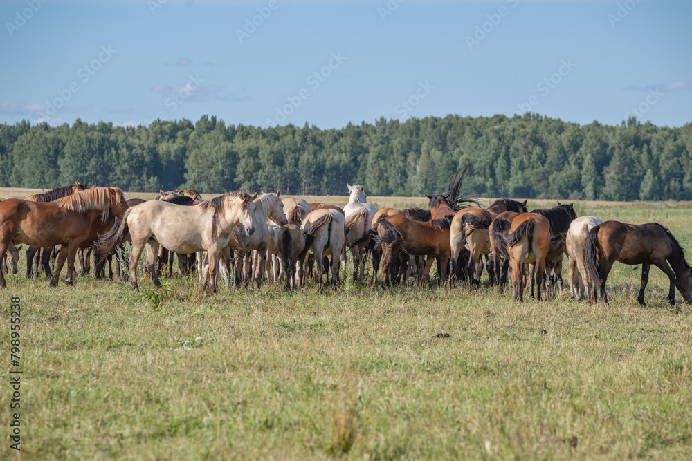 Thoroughbred horses graze on a summer field. Thoroughbred horses graze on a summer field.