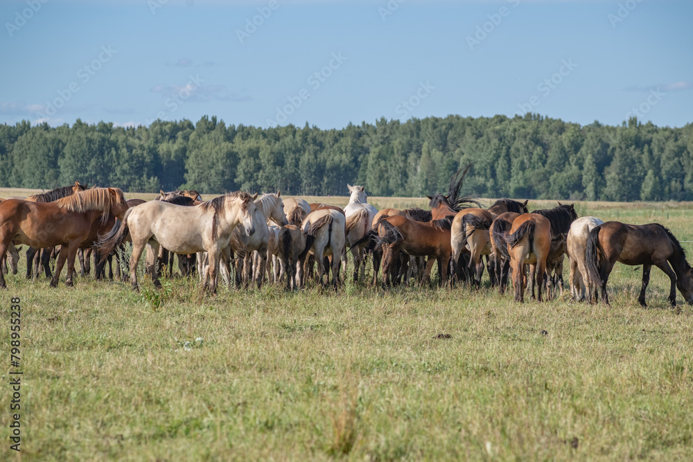 Thoroughbred horses graze on a summer field.