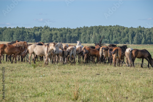 Wallpaper Mural Thoroughbred horses graze on a summer field. Torontodigital.ca