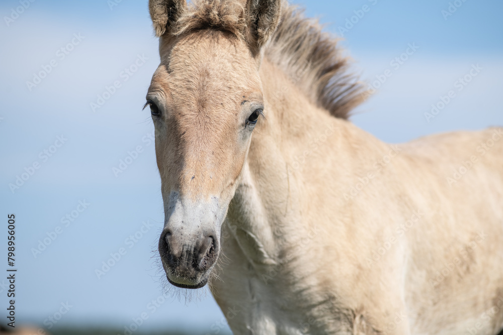 Thoroughbred horses graze on a summer field. Thoroughbred horses graze on a summer field.