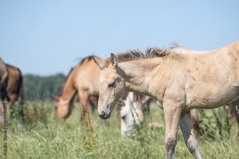 Thoroughbred horses graze on a summer field. Thoroughbred horses graze on a summer field.