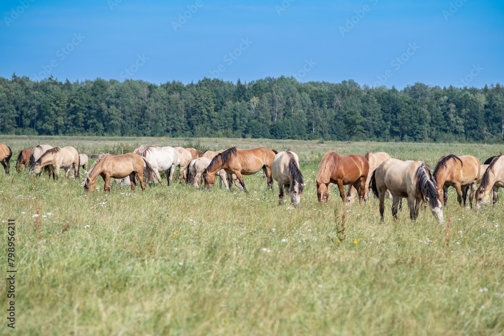 Thoroughbred horses graze on a summer field. Thoroughbred horses graze on a summer field.