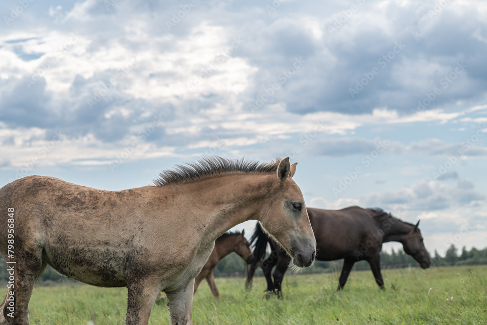 Thoroughbred horses graze on a summer field. Thoroughbred horses graze on a summer field.