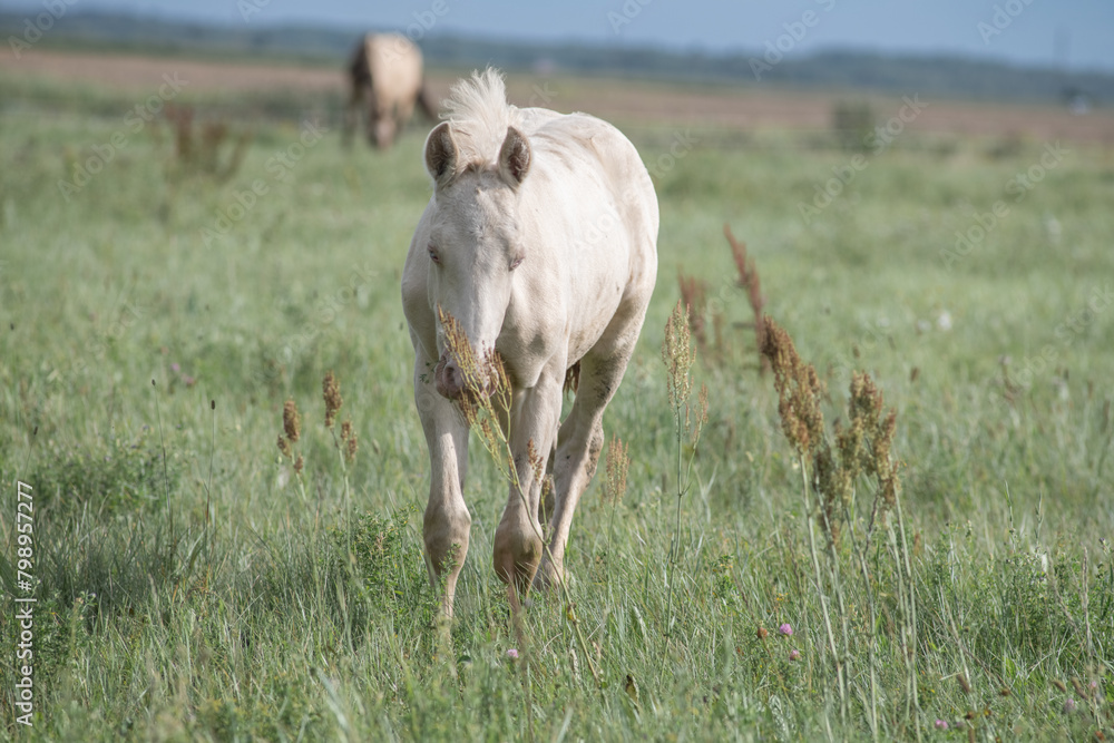 Thoroughbred horses graze on a summer field. Thoroughbred horses graze on a summer field.