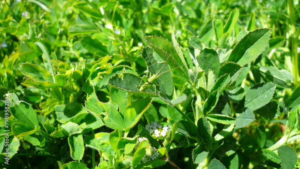grasshopper on grass grasshopper on grass