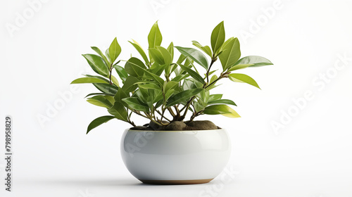 Stock image of plant on a white background cut out