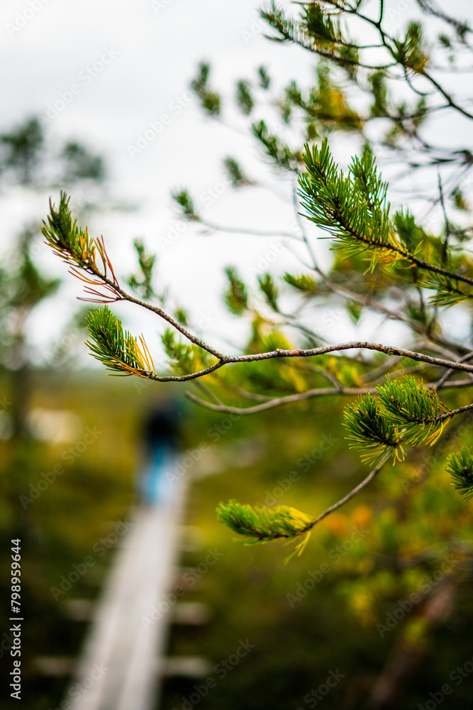 young pine trees in the estonia lahemaa national park