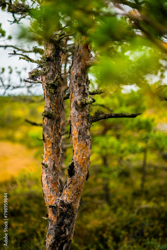 young pine trees in the estonia lahemaa national park