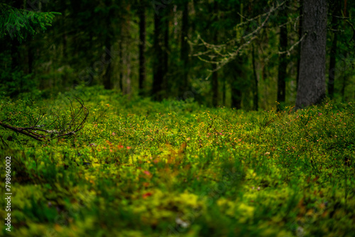 the pure nature in the estonian national park lahemaa photo