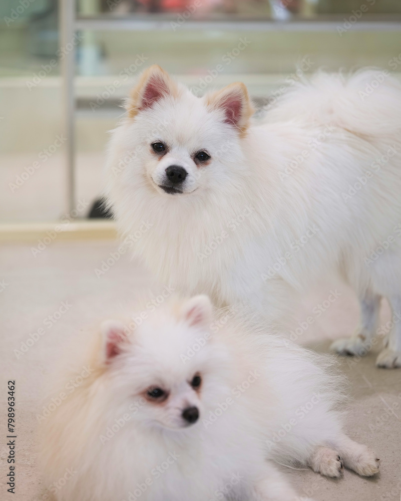 white pomeranian puppy white pomeranian puppy