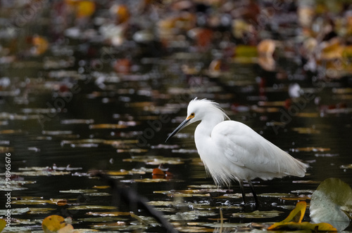 White heron in a lake hunting for fish