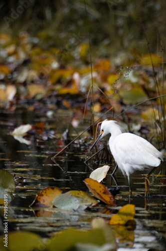 White heron in a lake hunting for fish