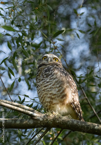 Owl in the branches of a tree