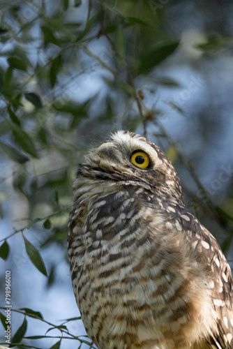 Owl in the branches of a tree