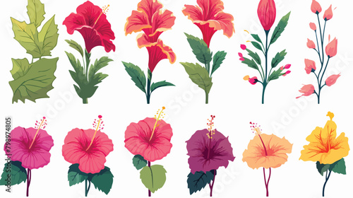 Hibiscus flowers set. Botanical vintage drawing of