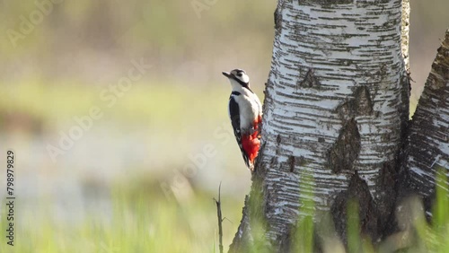 The great spotted woodpecker (Dendrocopos major) on a birch trunk. photo
