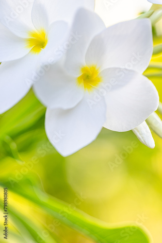 Romantic love flowers. Tropical Plumeria floral garden closeup  white yellow Frangipani blossoms on green lush foliage. Honeymoon blooming white flowers. Happy bright sunny nature summer background