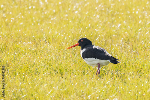 Eurasian oystercatcher in early morning light and morning dew in the grass