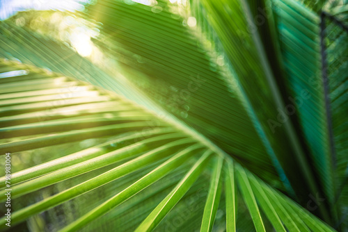 Closeup tropical palm leaf and shadows, exotic abstract natural green lush background, dark tone textures. Sunshine garden park plant summer foliage panoramic banner wallpaper. Inspire relaxing nature © icemanphotos