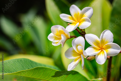 Romantic love flowers. Tropical Plumeria floral garden closeup  white yellow Frangipani blossoms on green lush foliage. Honeymoon blooming white flowers. Happy bright sunny nature summer background