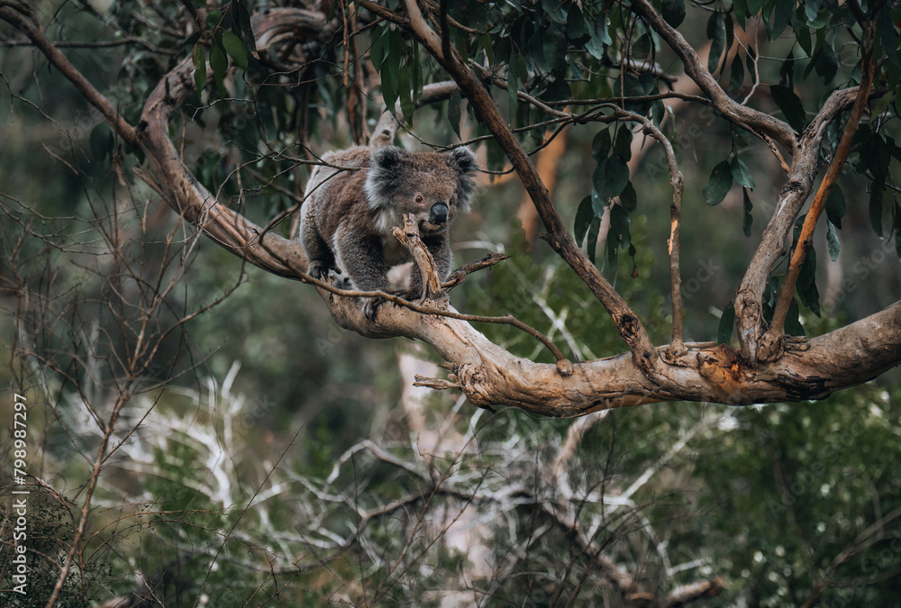 Koala in the wild with gum tree on the Great Ocean Road, Australia. Somewhere near Kennet river. Victoria, Australia.