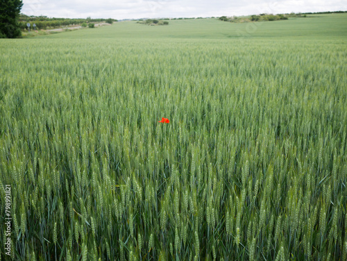 A lone poppy in the middle of a green wheat field