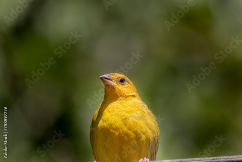 Brazilian Savannah Bird
The birds of Brazil are very beautiful and have many colors.