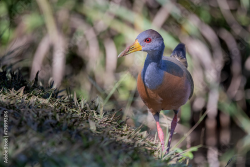 Brazilian Savannah Bird
The birds of Brazil are very beautiful and have many colors.