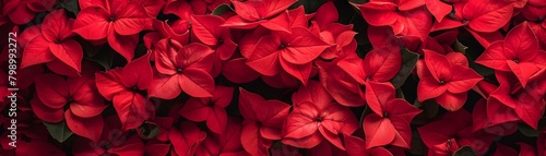 Vibrant Red Floral Background with Blooming Petals and Natural Foliage