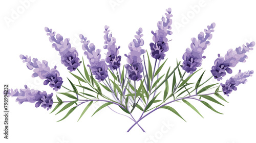 Lavender flower. Lavander floral branch with bloomi