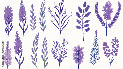 Lavender flowers set. Outlined Provence floral herb