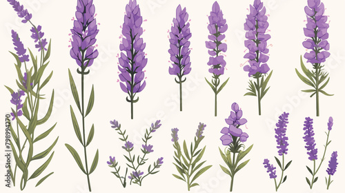 Lavender flowers set. Outlined Provence floral herb