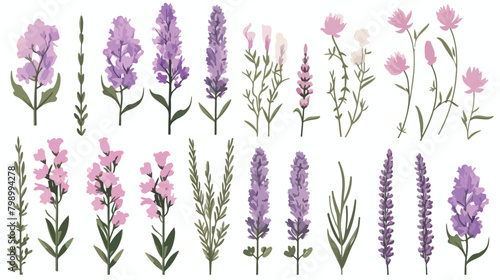 Lavender flowers set. Outlined Provence floral herb