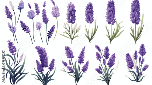 Lavender flowers set. Provence floral herbs with pu