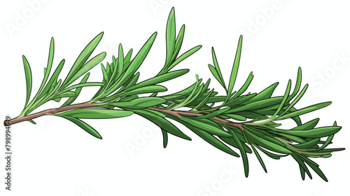 Leaf branch of rosemary herb. Herbal plant leaves a