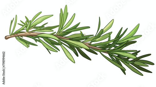 Leaf branch of rosemary herb. Herbal plant leaves a