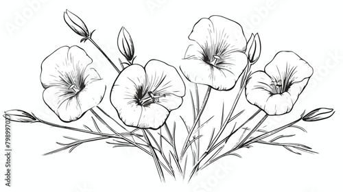 Linum floral plant with flaxseed. Outlined vintage photo