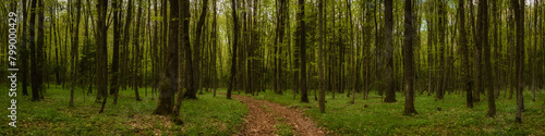 Schilderij op canvas panoramic side view inside a dense green spring deciduous forest with a deserted dirt road in the center