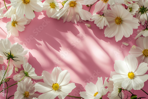 beautiful white daisy flowers on pink background with copy space  mothers day  valentines day  greeting card