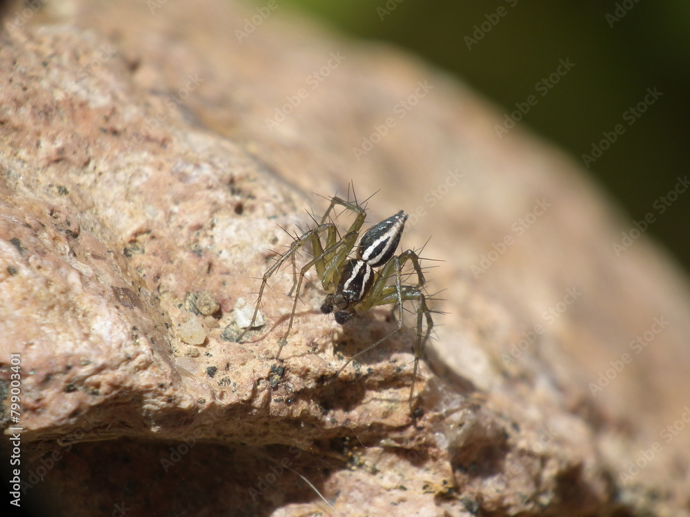 Oxyopes nigripalpis Oxyopes nigripalpis